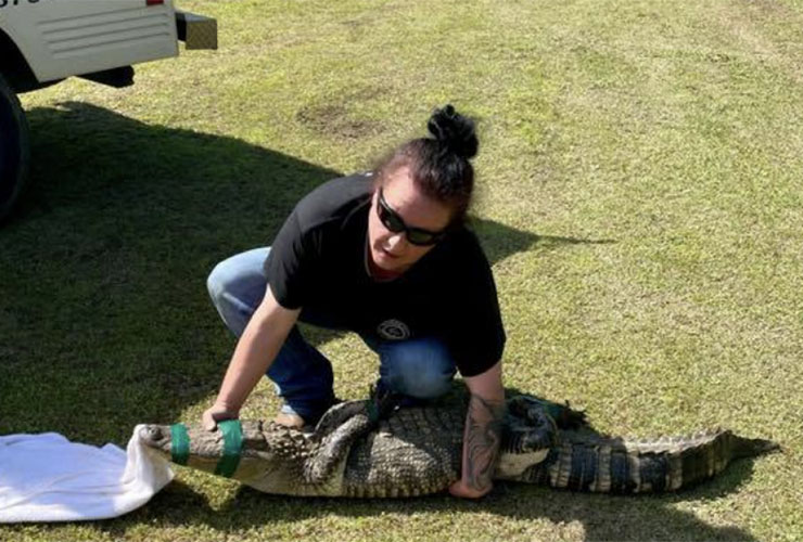 Gang of gators terrorises Georgia golf course