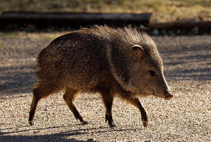 Watch: Herd of javelina absolutely massacre Arizona golf course