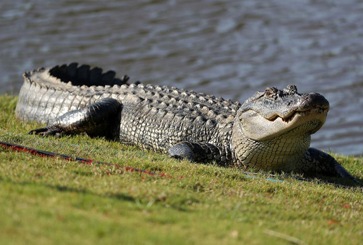Nine-foot golf-course gator bites off fisherman’s hand in Florida