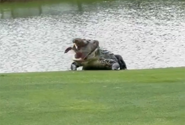 Watch a giant gator enjoy a huge lunch on the golf course