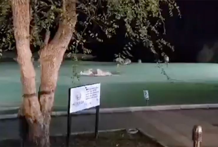 Lions, hyenas and a giant CROCODILE turned this 18th hole into a National Geographic special