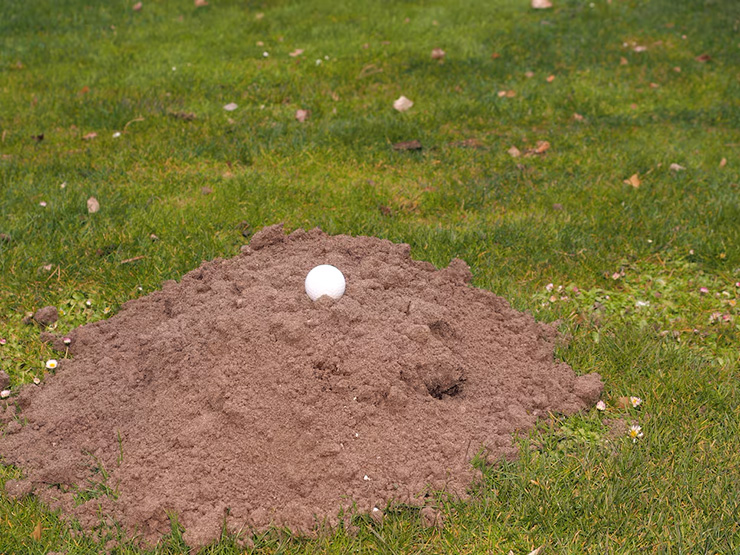 Rules of Golf Review: My ball lies on some dirt an animal dug up while making a den. Do I get free relief?