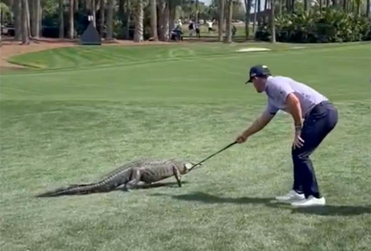 Watch Billy Horschel tangle with a gator at PGA National … and win